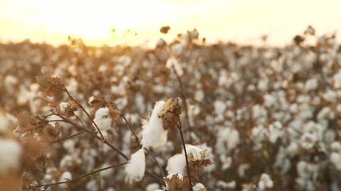 Blooming Cotton Field, Ready For Harvest Under A Golden Sunset - Dolly Right,  Change Focus