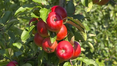 Bunch of Santana apples on a branch. Santana is a modern apple from the Netherlands, bred specifically for reduced levels of proteins.