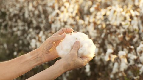 Woman in beautiful, blooming cotton field, evaluates crop, before harvest, under a golden sunset 