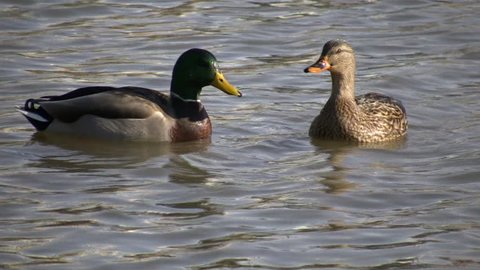 A male and a female mallard duck are performing the head bobbing mating dance. (High Definition)