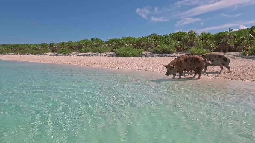 Wild swimming pigs on Big Majors Cay. Bahamas.