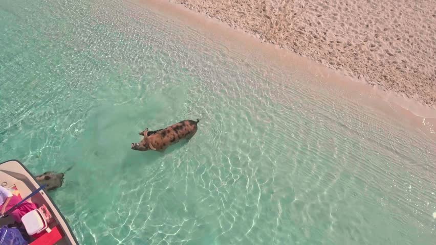 Woman feeding a wild swimming pigs on Big Majors Cay. Bahamas.