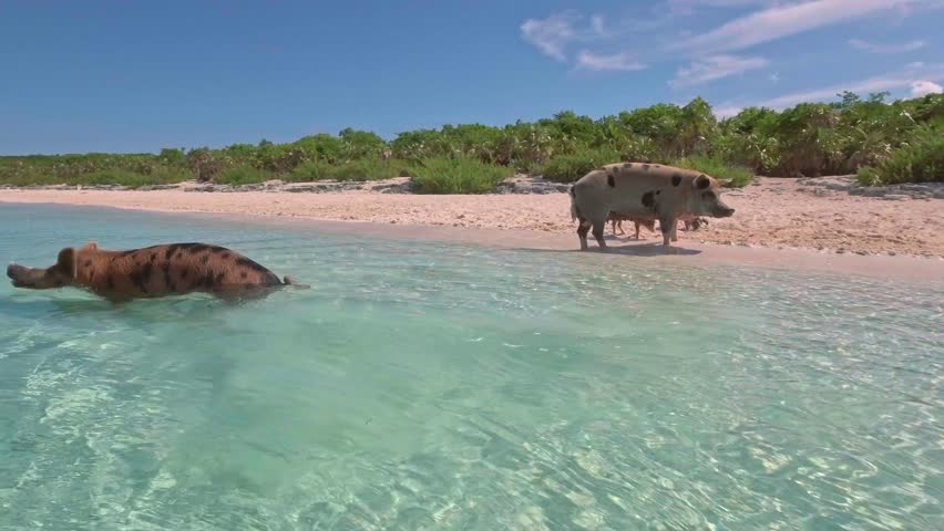 Woman feeding a wild swimming pigs on Big Majors Cay. Bahamas.