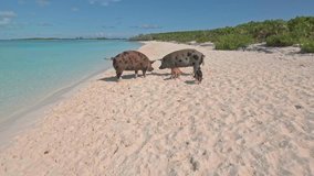 Wild swimming pigs on Big Majors Cay. Bahamas.