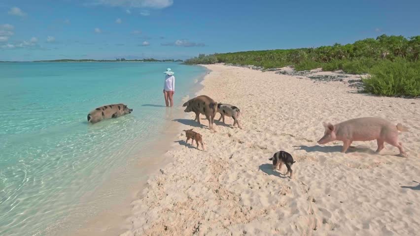 Woman feeding a wild swimming pigs on Big Majors Cay. Bahamas.