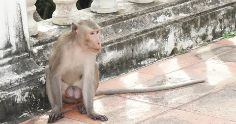 A male mountain monkey walking around the temple, have sex with a female monkey then walking away from a terrace of public temple at Petchaburi, Thailand.
