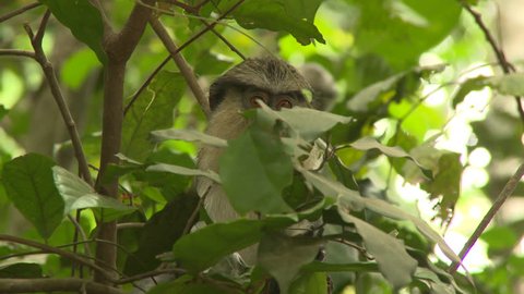 Osogbo, Nigeria - August 2013;CU Mona monkey in leafy tree in Sacred Grove.