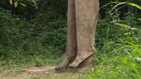 Osogbo, Nigeria - August 2013;Tilt up tall, thin fertility statue in Sacred Grove.