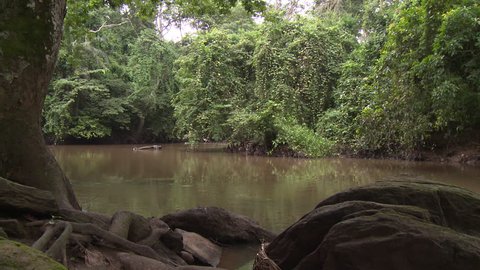 Osogbo, Nigeria - August 2013;Peaceful scene of Osun River in the sacred grove.