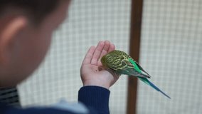 Footage People are fed up with hand budgies. 4K video