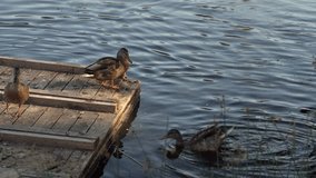 Two Pairs Of Ducks Cleaning Feathers On A Wooden Lake Pier