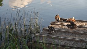 Two Pairs Of Ducks Cleaning Feathers On A Wooden Lake Pier