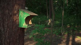 Slow-mo bird flies to the feeder in the woods, evening light, a beautiful shot of slow motion