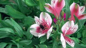 Pink flowers, bumblebee Sality lapse day. Beautiful Pink flowers and bumblebee slow motion