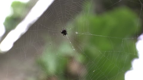 Osogbo, Nigeria - August 2013; CU fat spiny spider in web