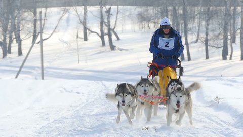 NOVOSIBIRSK, RUSSIAN FEDERATION - FEBRUARY 21: Husky sled dogs with dog-driver participates in competitions in races on sleds, slow motion