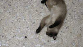 Siamese cat playing on the floor with olive. clous up