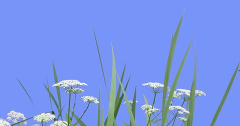 Apiaceae or Umbelliferae, Plants, Grass on a Chroma Key, Alpha, Blue Screen, Plants Grow on a Field or Flowerbed, White Flowers, Green Leaves, Dry Stalks Are Fluttering at the Wind, Breeze in Sunny