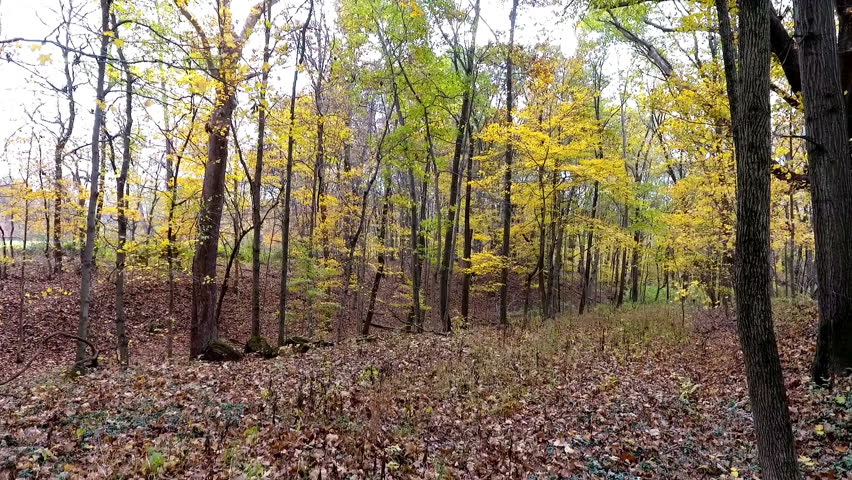 slow motion through wooded area in the fall