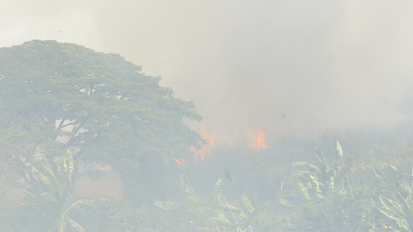 Flames from a wildfire burning in a swamp area, seen through the haze of heavy