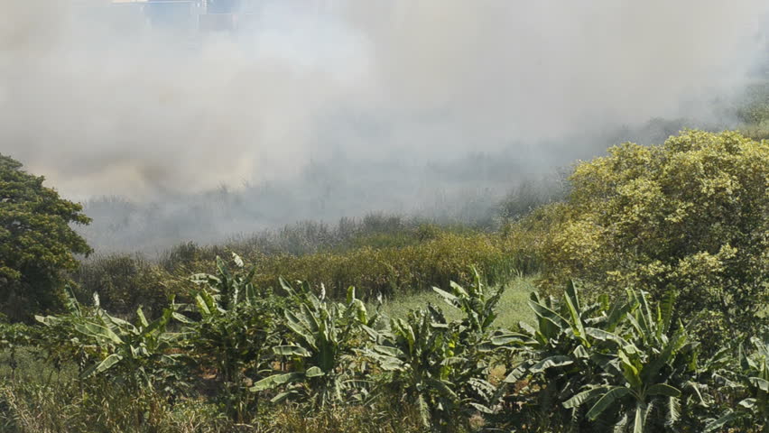 A wildfire moving across a swamp area in Thailand.