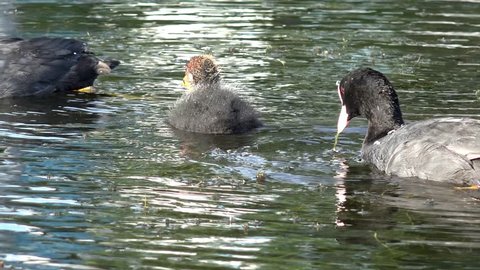 coot swimming on the lake and feeding the  fledgling