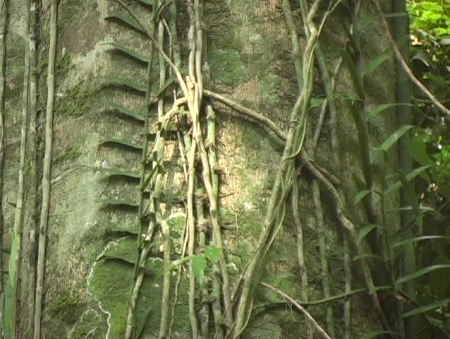 Philippines jungle tree with vines close up