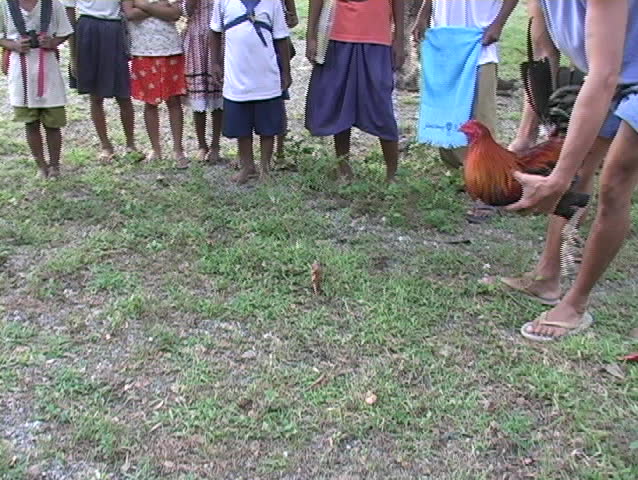 A cock fight in the Philippines