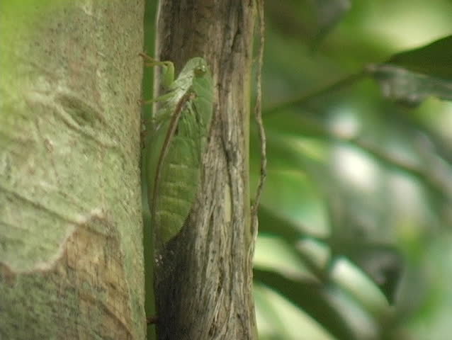 Cicada chirping on a tree