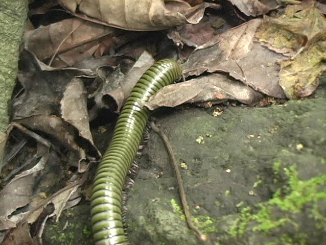 Millipede walking on leaves