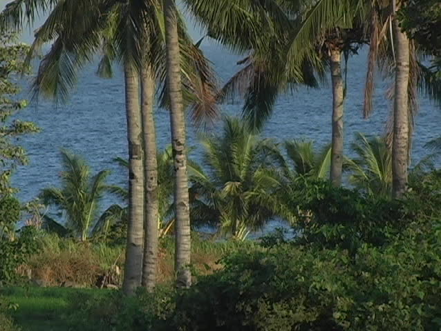 Coconut trees overlooking the ocean
