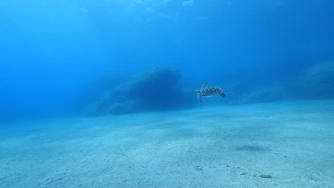 baby turtle  green turtle underwater swim fast blue ocean scenery