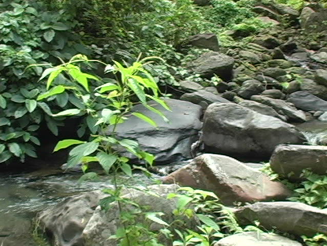 Beautiful stream in the jungle