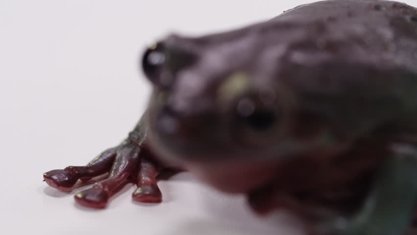 Tree frog macro feet to face rack focus 