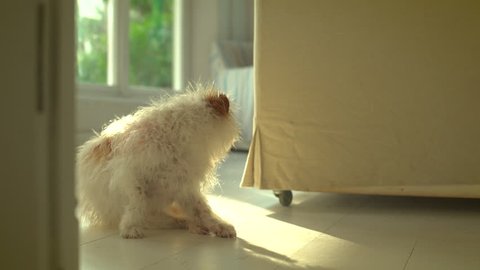 Backlit small,white scruffy dog sits and looks at camera