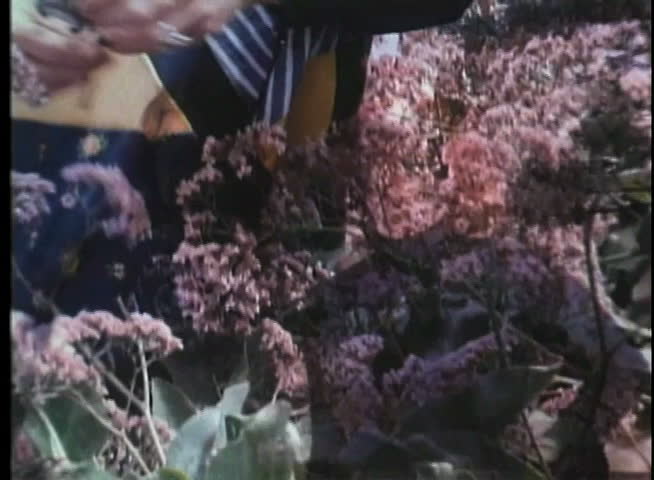 Medium shot of woman cutting flowers in garden