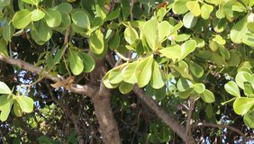 Tilt video of tree - Powered by Shutterstock - Get 15% off with code: PIKWIZARD15