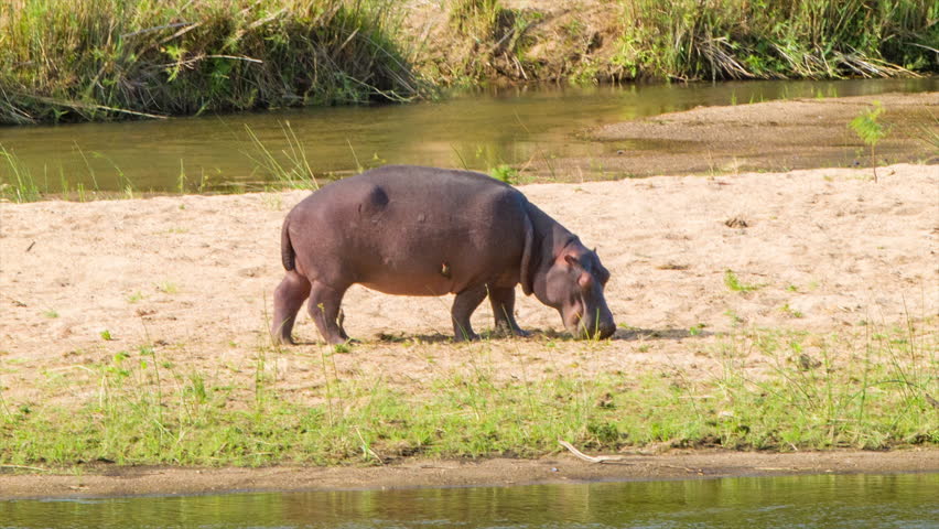 hippopotamus red skin close-up on african Stock Footage Video (100% ...