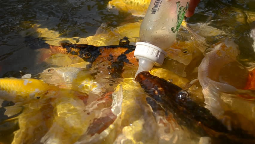 Feeding fish from bottle