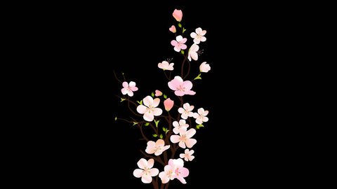 Beautiful Spring Sakura Flowers Animation With Alpha Channel