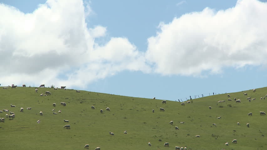 Sheep on a hill country farm