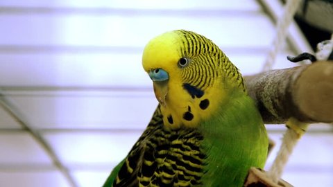 Parakeet yellow and green
