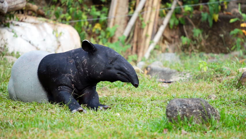 Malayan Tapir (tapirus Indicus), also Stock Footage Video (100%  Royalty-free) 21002275 | Shutterstock