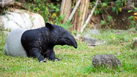Malayan Tapir Tapirus Indicus Also 库存影片视频 100 免版税 Shutterstock