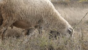 Nature scene of different sheep group feeding 4K 2160p 30fps UltraHD footage - White and black color flock of domesticated mammal Ovis aries in the field  3840X2160 UHD video