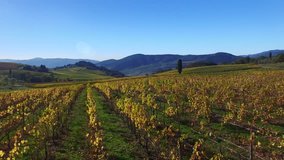 Vineyards, a suggestive aerial video over a vineyards in an amazing tuscan landscape, in a beautiful day
