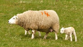 4K Video of Cute sheep family walking around at highland, Scotland
