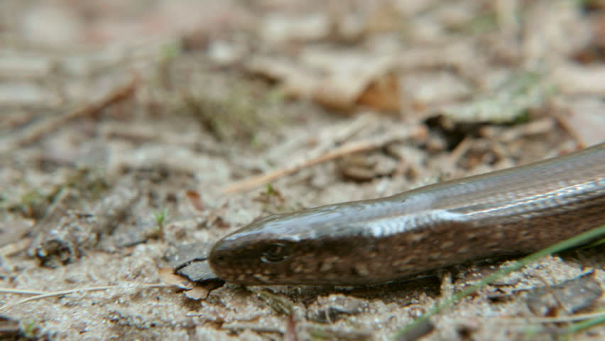 Limbless Lizard Look Like a Stock Footage Video (100% Royalty-free ...