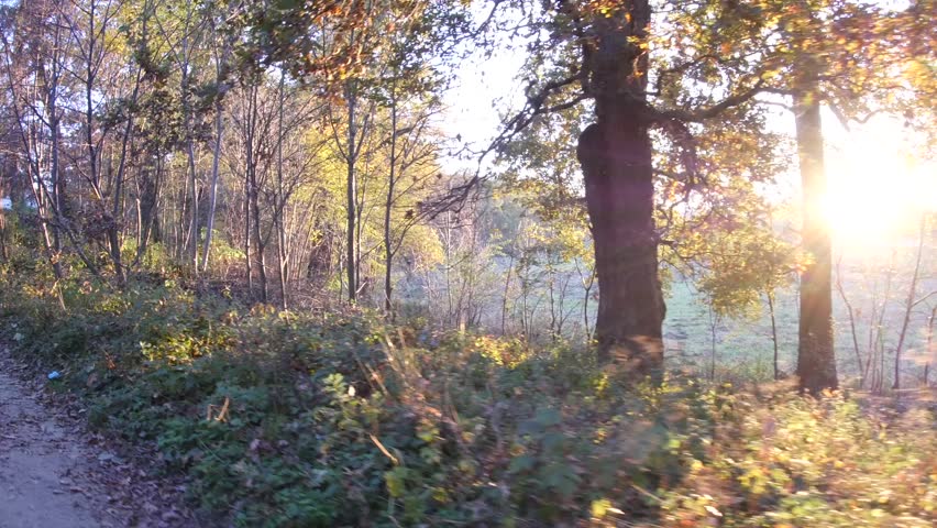 He goes on a path in the woods beyond the sun is seen at sunset 48
