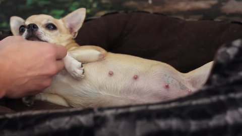 man stroking pregnant chihuahua lying in a basket